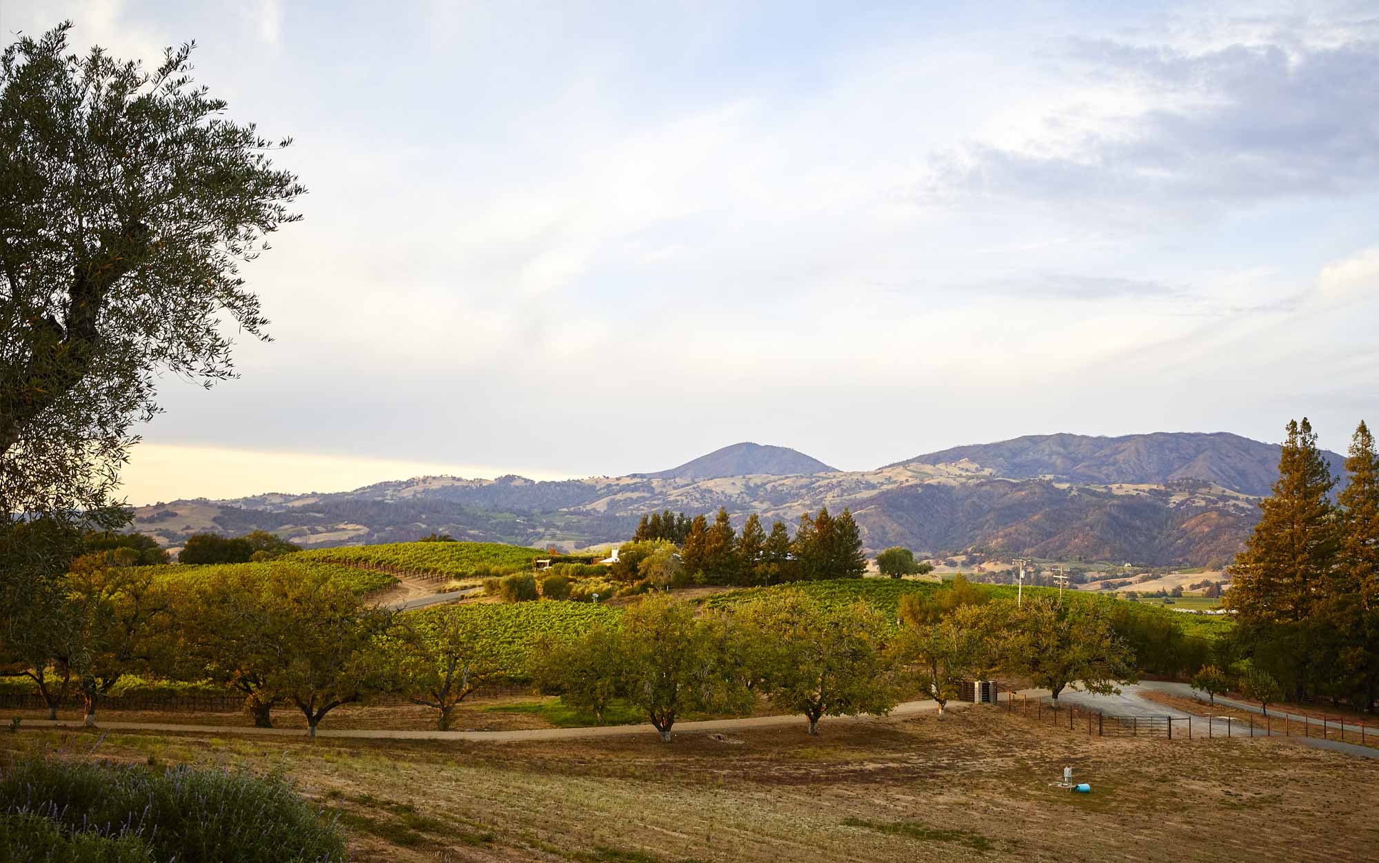 Russian river and vineyard views